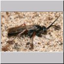 Episyron rufipes - Wegwespe m02.jpg